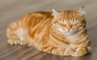 猫咪是怎么去感受温度的