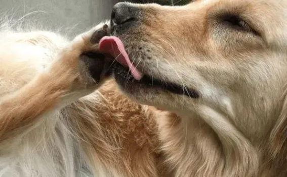 狗狗一直舔自己是什么原因