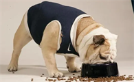 成犬可以一直吃幼犬粮吗