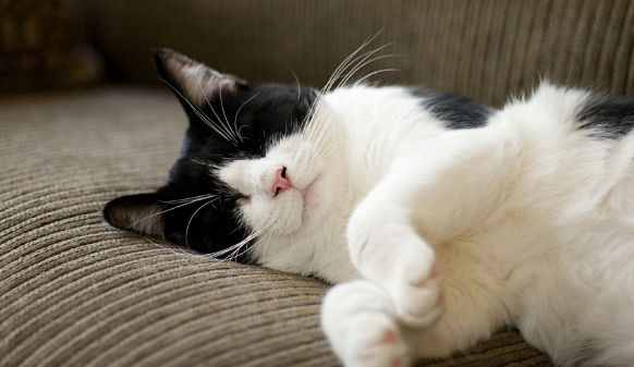 猫吐胃液,大便也是黄色的,是猫瘟吗? 猫吐胃液,大便也是黄色的,是猫瘟吗?