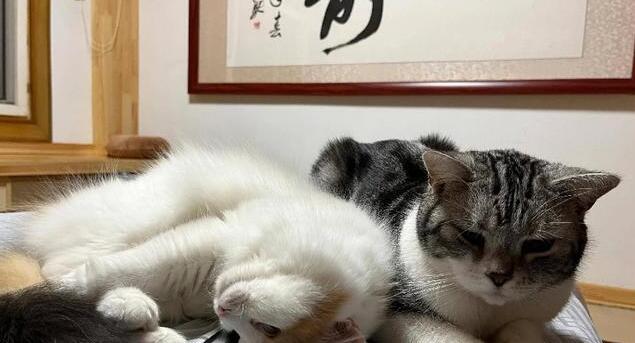 如何改变猫咪夜游的习惯?纠正猫咪夜游症! 如何改变猫咪夜游的习惯?纠正猫咪夜游症!
