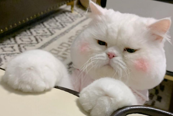 训练猫咪听懂“来”的口令,猫咪训练技巧!