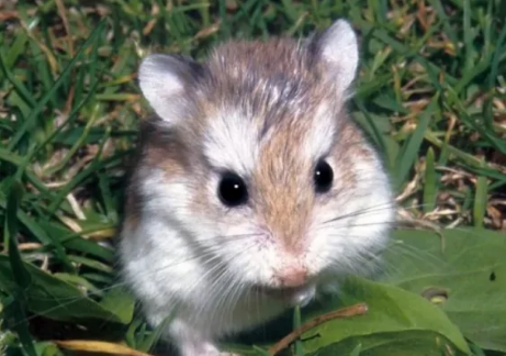 仓鼠眼中的人类