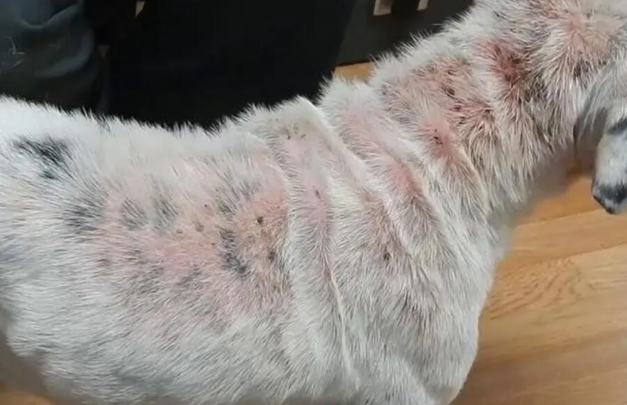 狗狗为什么得蠕形螨病
