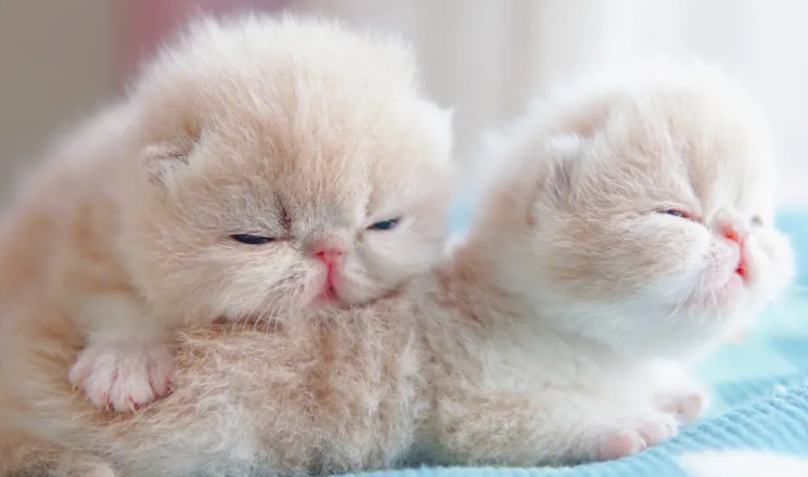 新手养猫咪的注意事项! 新手养猫咪的注意事项!