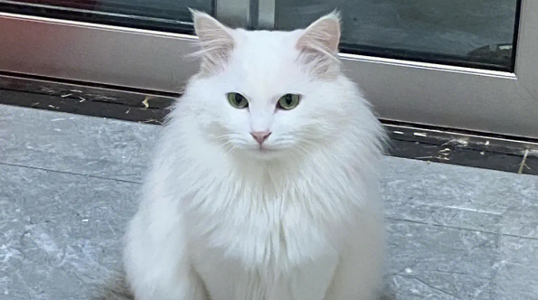 为什么不能养狮子猫