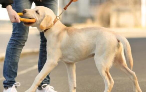 只需把握系统软件的训练法，宠物犬也可以学好看家护院的本事