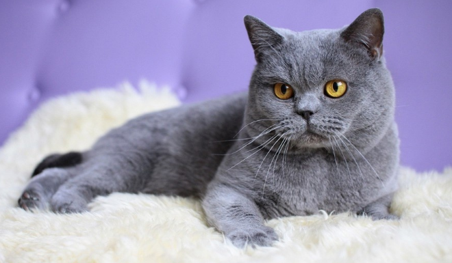 怎么训练猫咪打滚?教你把猫咪训练成“优秀猫”!