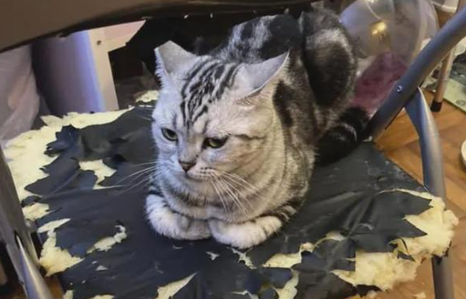 猫咪喜欢叼东西到主人面前是为什么? 猫咪喜欢叼东西到主人面前是为什么?