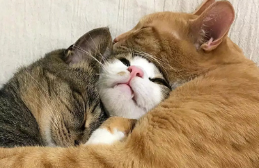 猫为什么喜欢抱着猫咪睡觉啊 猫为什么喜欢抱着猫咪睡觉啊
