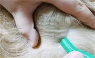 猫体外驱虫