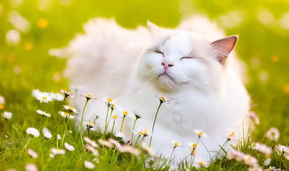 猫咪又拉又吐是怎么回事？