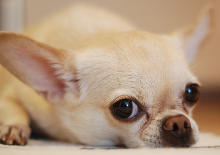 什么样的小型犬最好养便宜又好养