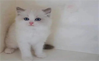 布偶猫猫舍价格