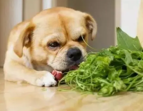 快来看,狗干万不能吃的六种食材? 快来看,狗干万不能吃的六种食材?