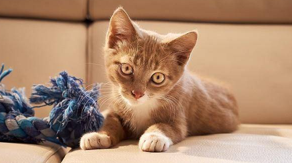 猫咪乳糜胸是怎么引起的?猫乳糜胸的治疗方法! 猫咪乳糜胸是怎么引起的?猫乳糜胸的治疗方法!