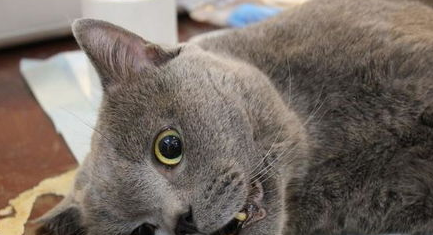 猫披衣菌肺炎的致病机理及症状,猫咪健康! 猫披衣菌肺炎的致病机理及症状,猫咪健康!
