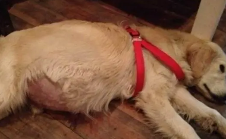 狗狗腹水吃利尿药好了
