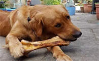 狗狗为什么不能吃骨头呢