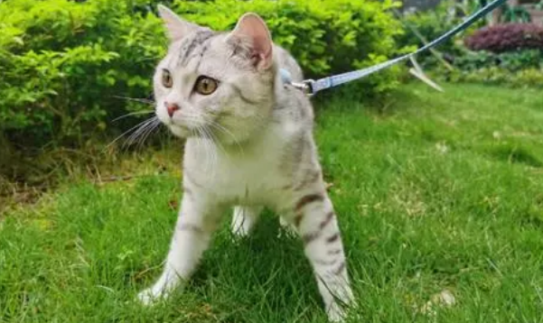 如何训练猫咪与主人一起出去散步,养猫必看! 如何训练猫咪与主人一起出去散步,养猫必看!