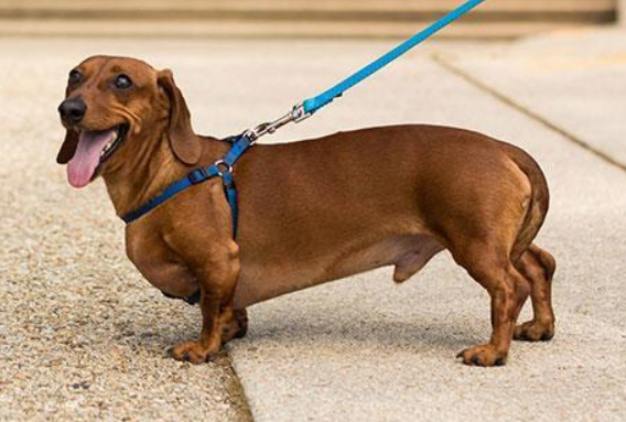 腊肠犬哪里有卖的
