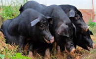 中国十大黑猪品种
