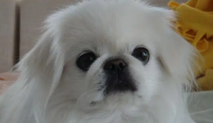如何养京巴犬？京巴犬的养护管理方法？