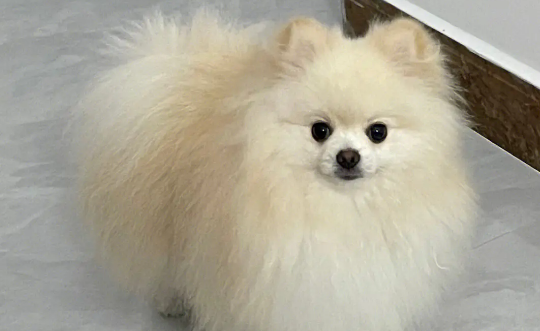博美犬怎么训练才能不随地大小便 博美犬怎么训练才能不随地大小便