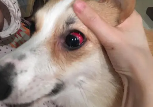 犬瘟初期眼睛的图片 犬瘟初期眼睛的图片