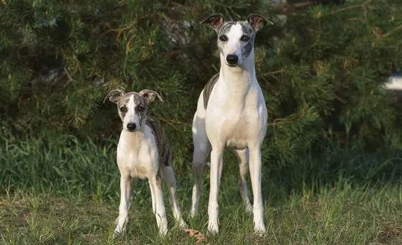 小灵缇犬图片价格