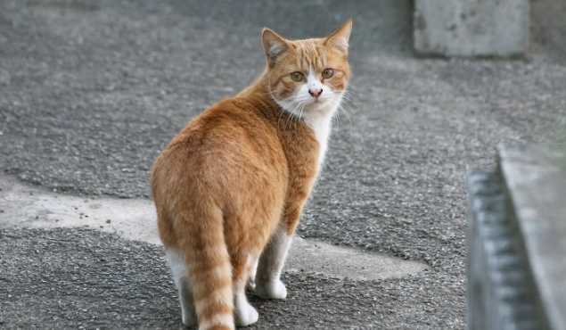 流浪猫喂完了不搭理你了?怎么回事? 流浪猫喂完了不搭理你了?怎么回事?