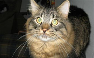 怎么训练猫用猫砂?