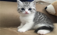 养美短猫十大禁忌