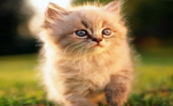 小猫脱肛能活多少天?