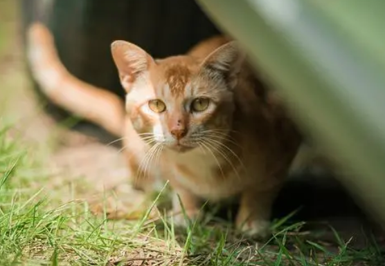 猫在小区里跑丢了怎么办?可以试试这些方法! 猫在小区里跑丢了怎么办?可以试试这些方法!