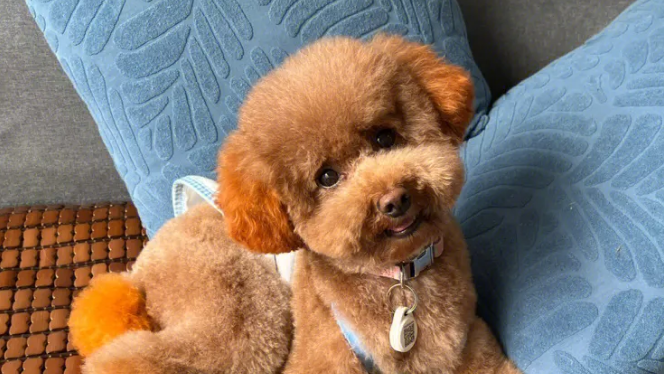 小泰迪眼泪上色了？怎么去除眼泪？