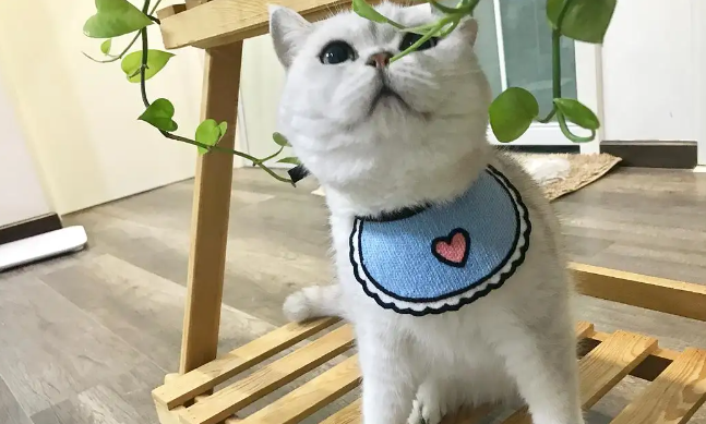 猫咪掉毛怎么办？如何解决猫咪掉毛的问题