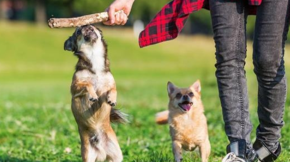 这7种普遍狗狗性格，家里狗狗在这其中吗？
