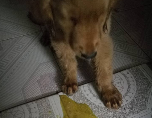狗狗早上空腹吐黄色泡沫怎么办啊