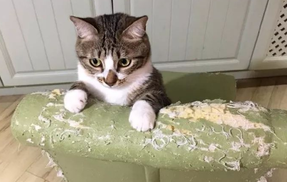怎么防止猫挠沙发挠家居