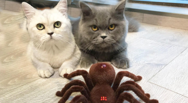 猫咪为什么喜欢吃蜘蛛 猫咪为什么喜欢吃蜘蛛