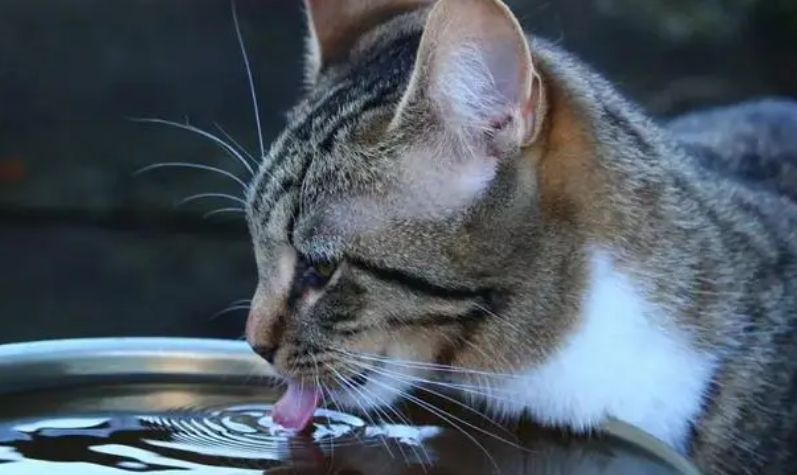 猫咪喝水的重要性,你了解多少? 猫咪喝水的重要性,你了解多少?