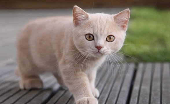 猫咪后腿一阵一阵哆嗦？由什么原因引起？