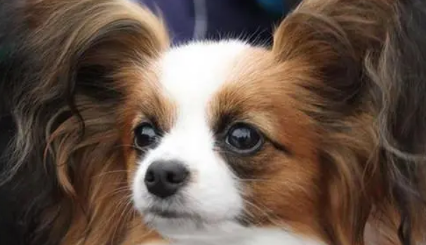 蝴蝶犬会跟陌生人走吗