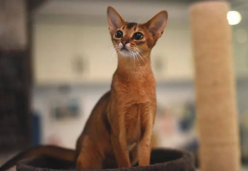 阿比西尼亚猫四种颜色哪个贵