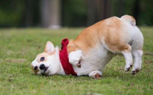 狗狗腿瘸的5种原因是什么 狗狗腿瘸的5种原因是什么