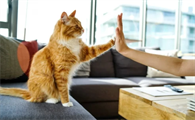 猫癣的症状是什么？如何治疗猫癣？