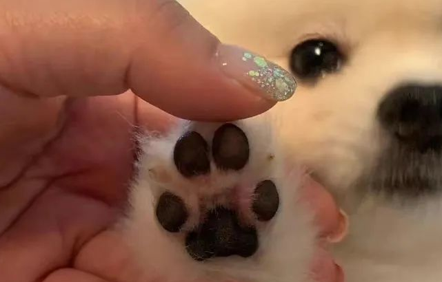 关于萌宠的个性签名