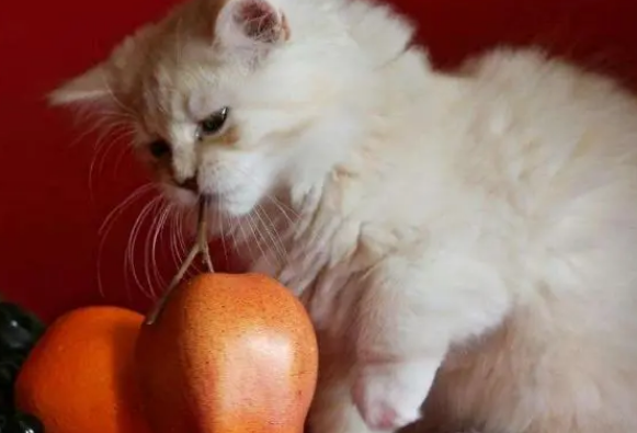 猫咪爱吃苹果吗