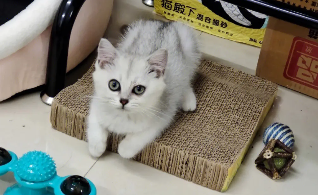猫白血病病毒是怎么传染的,该如何治疗? 猫白血病病毒是怎么传染的,该如何治疗?
